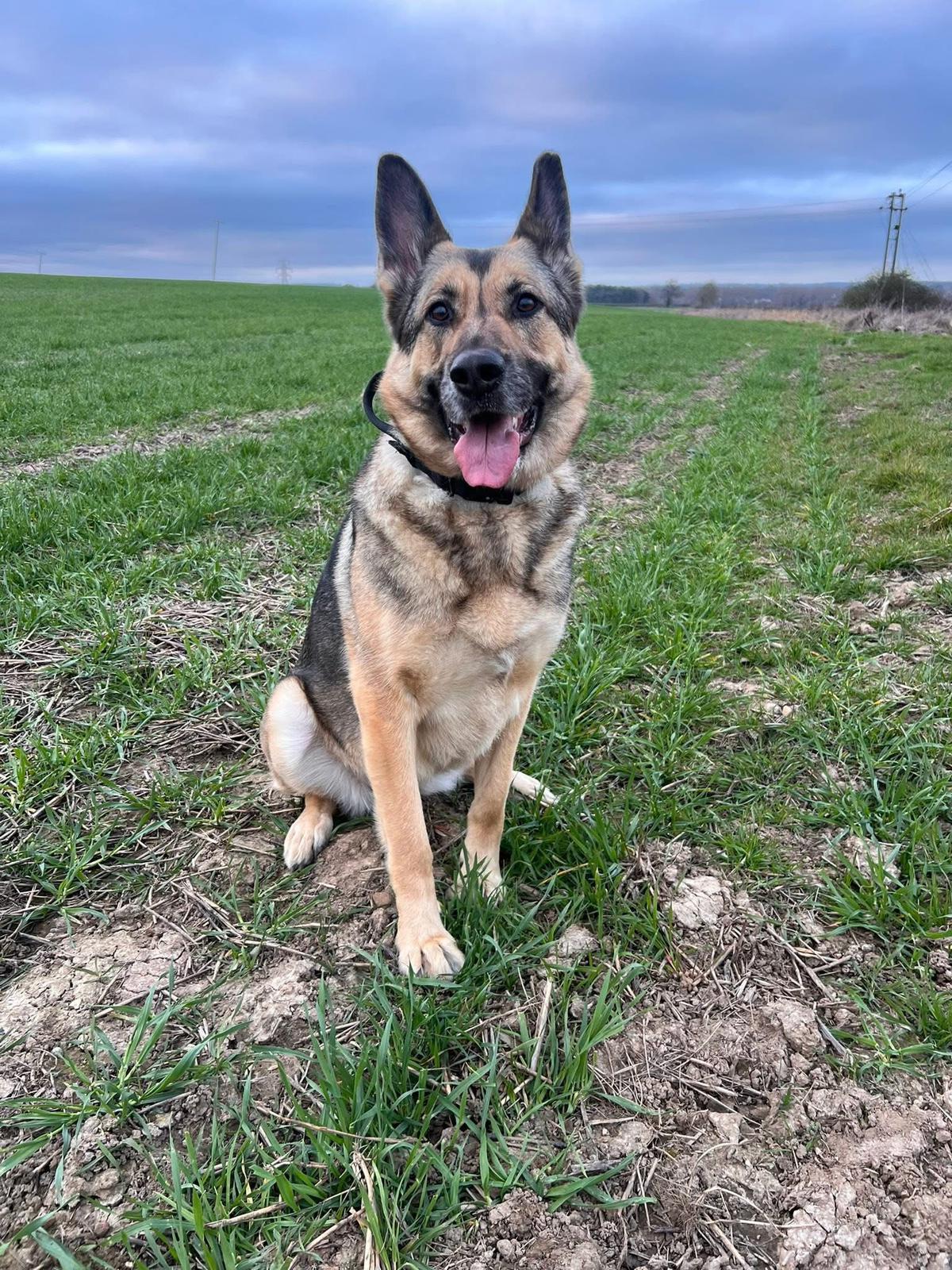 ROXIE - HERTS ROXIE - HERTS